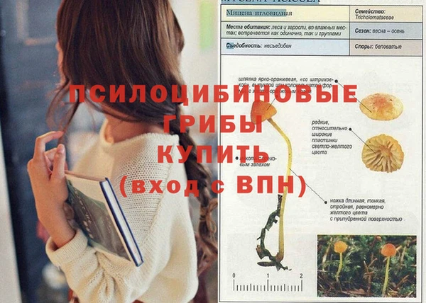 спиды Магас